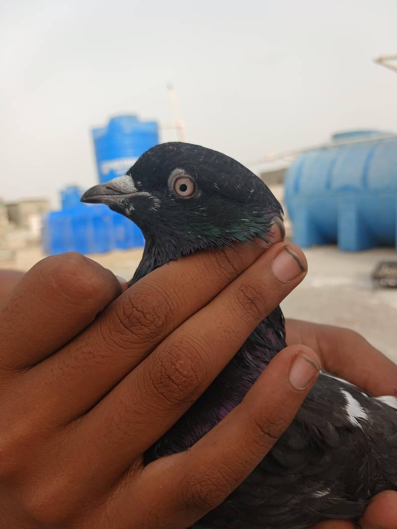 kabootar mix 0