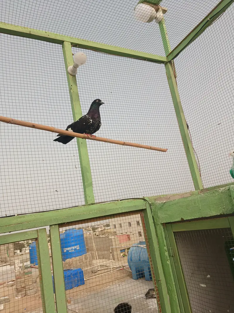 kabli kabootar — photo 2