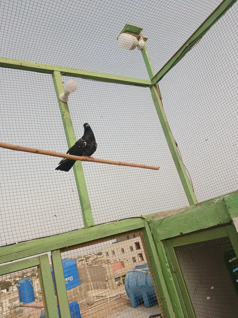 kabli kabootar — photo 3
