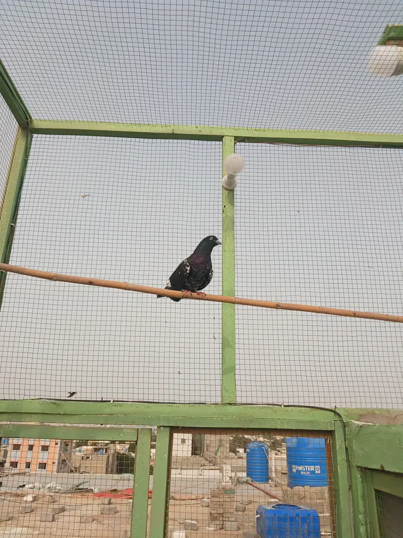 kabli kabootar — photo 4