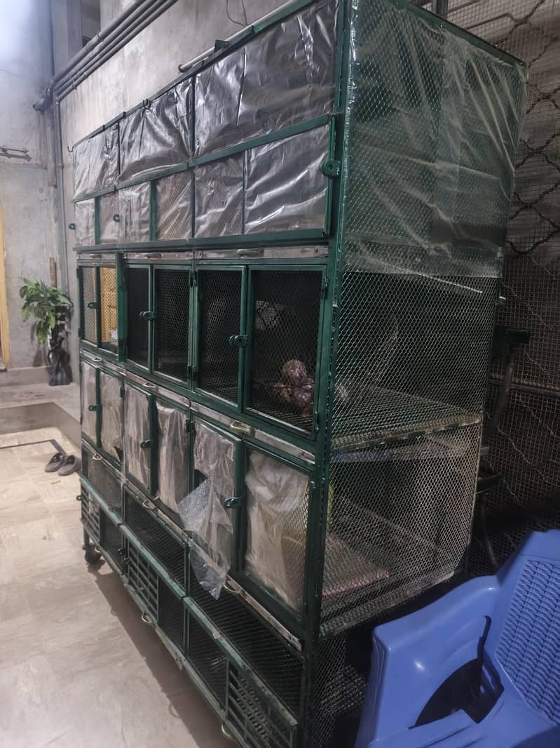 rabbit ka pingra 2