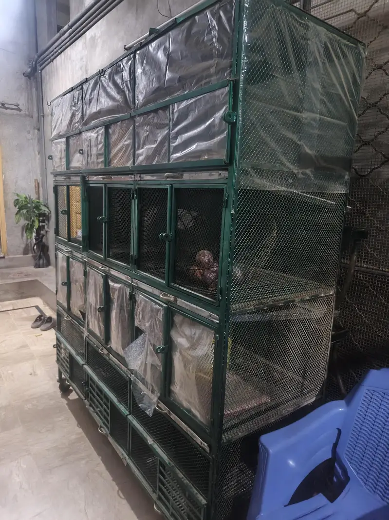rabbit ka pingra — photo 3