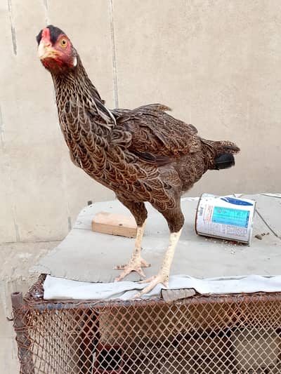 aseel female