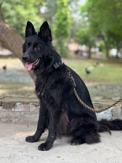 black shepherd non pategory