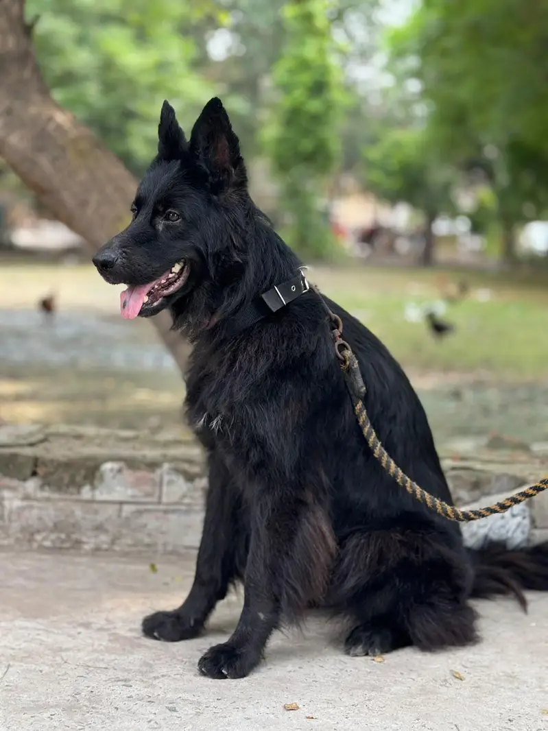 black shepherd non pategory — photo 2