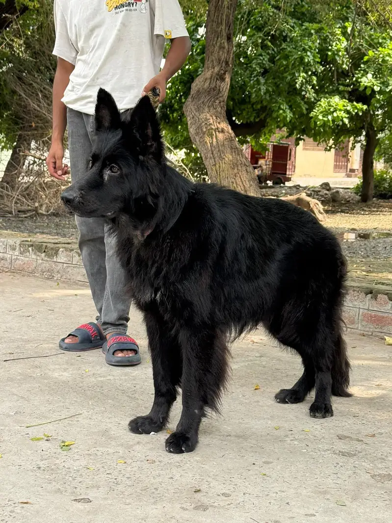 black shepherd non pategory — photo 3