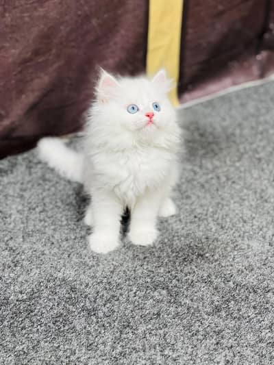 cash on delivery available Persian Punch face triple coat cat Kitten