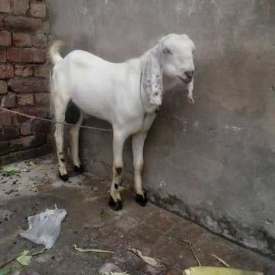 Desi bakra