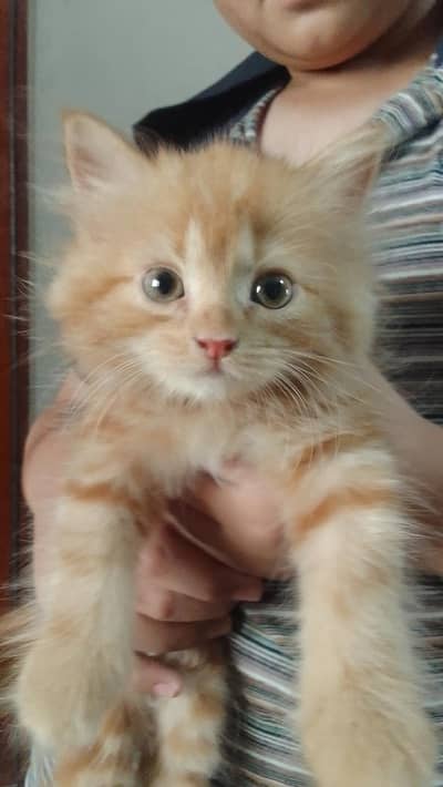 Persian Female  Kitten