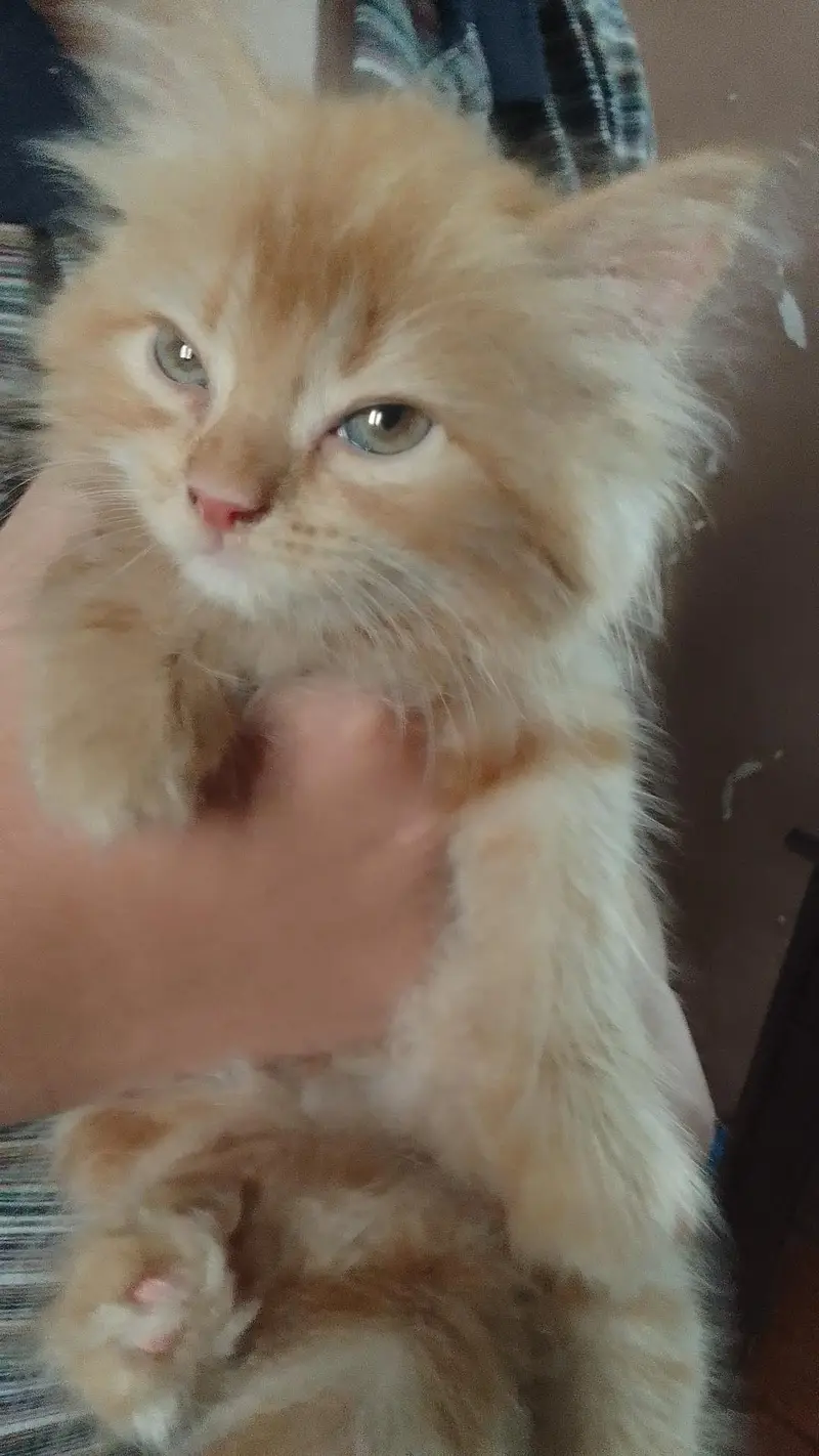 Persian Female  Kitten — photo 2