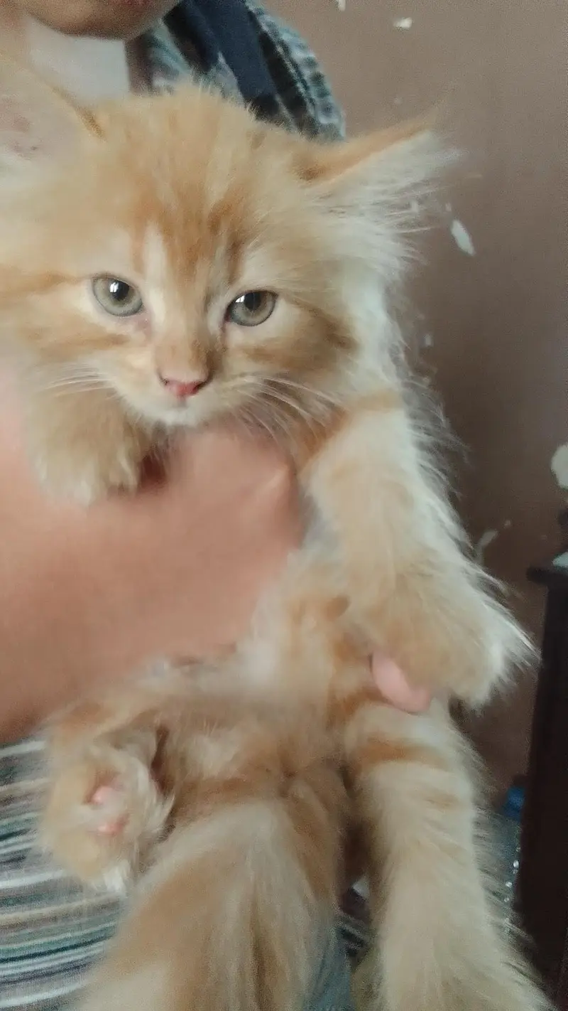 Persian Female  Kitten — photo 3