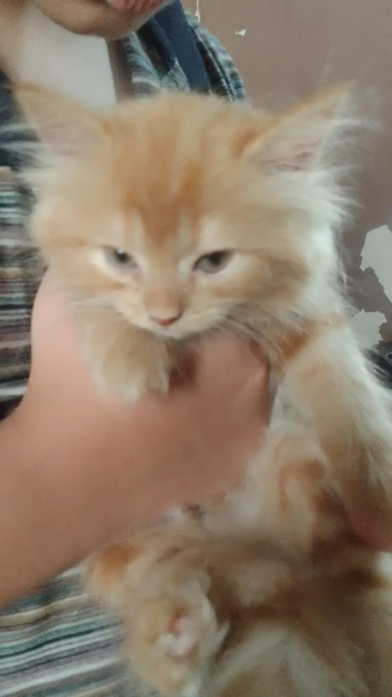 Persian Female  Kitten — photo 4