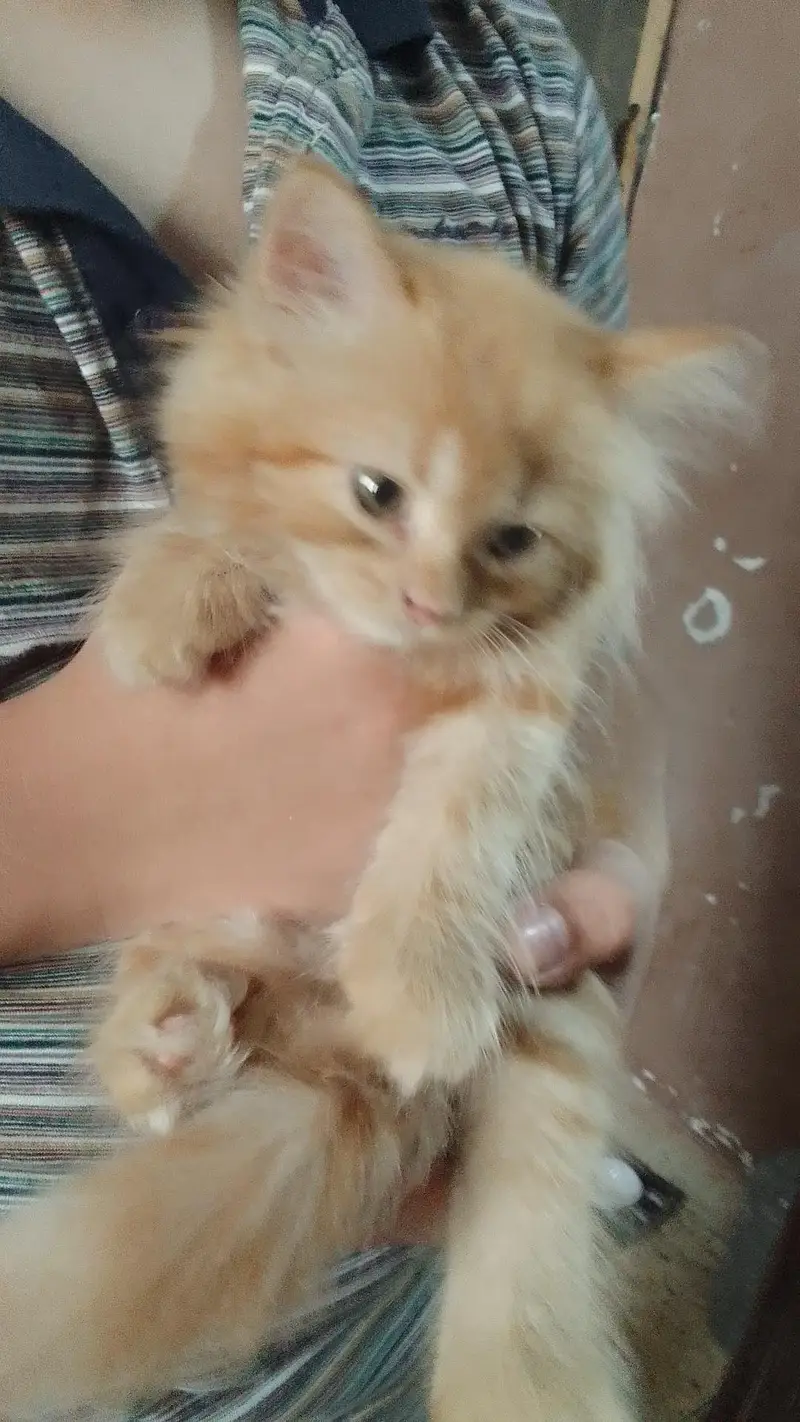 Persian Female  Kitten — photo 5