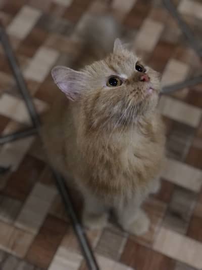 Ginger coloured Persian Kitten