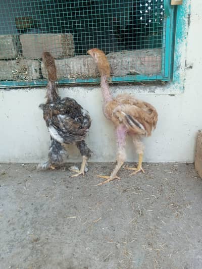 Golden Buff Chicks available for sale
