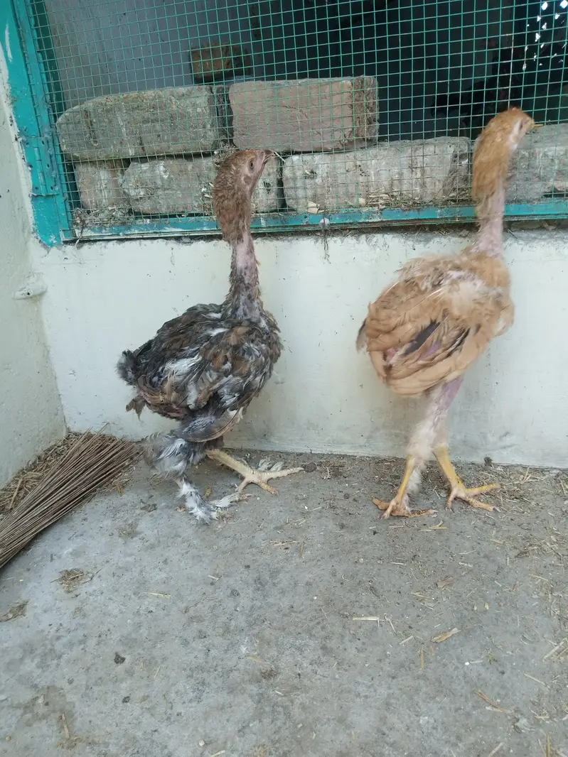 Golden Buff Chicks available for sale — photo 2