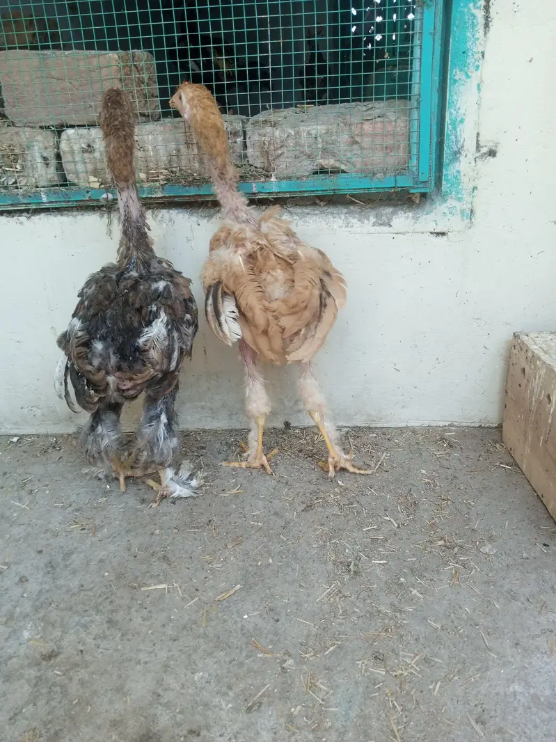 Golden Buff Chicks available for sale — photo 3