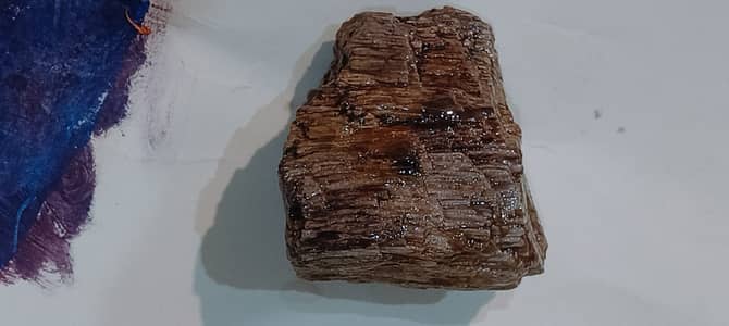 Wood fossil stone