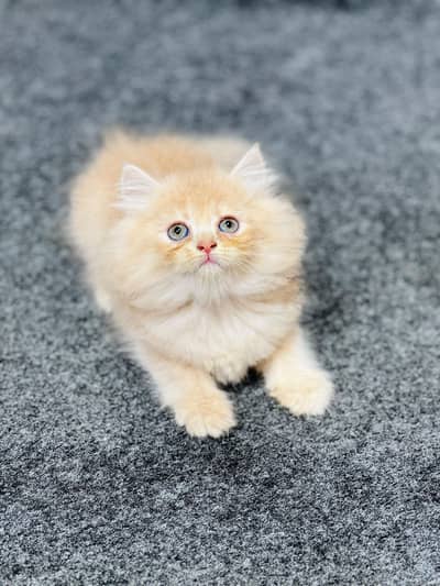 Persian Punch face triple coat cat Kitten