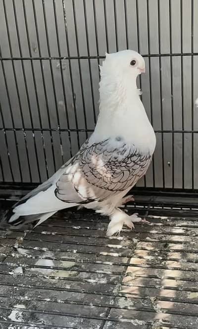Breeder male