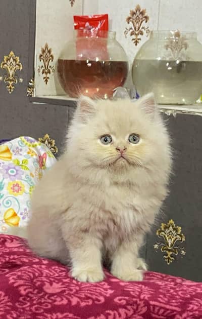 Persian kittens triple coat for sale contact whatsap 03716930454