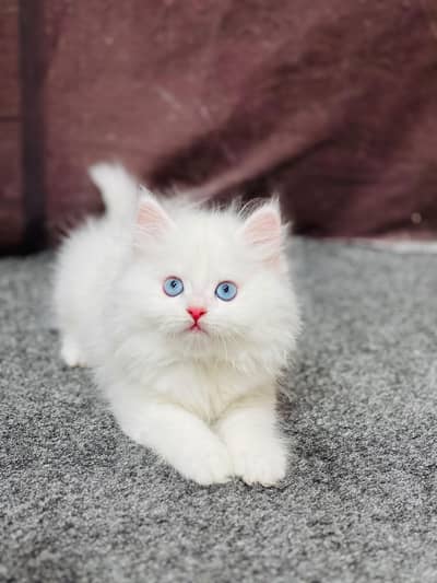 Persian Punch face triple coat cat Kitten