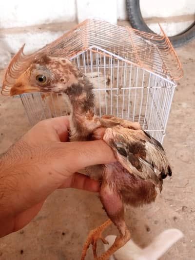 pure Aseel breed Chicks