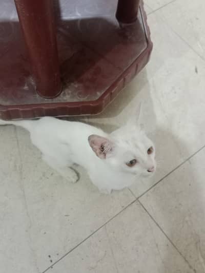 A white beautiful cat