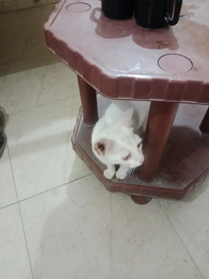 A white beautiful cat — photo 2