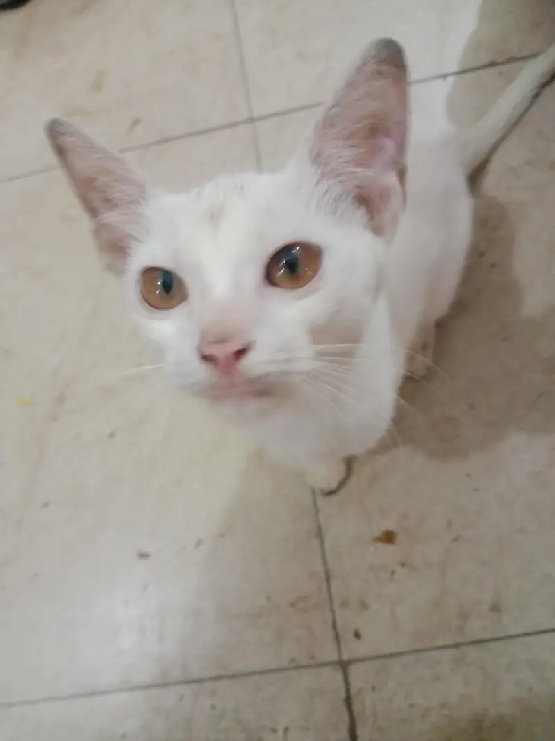 A white beautiful cat — photo 3
