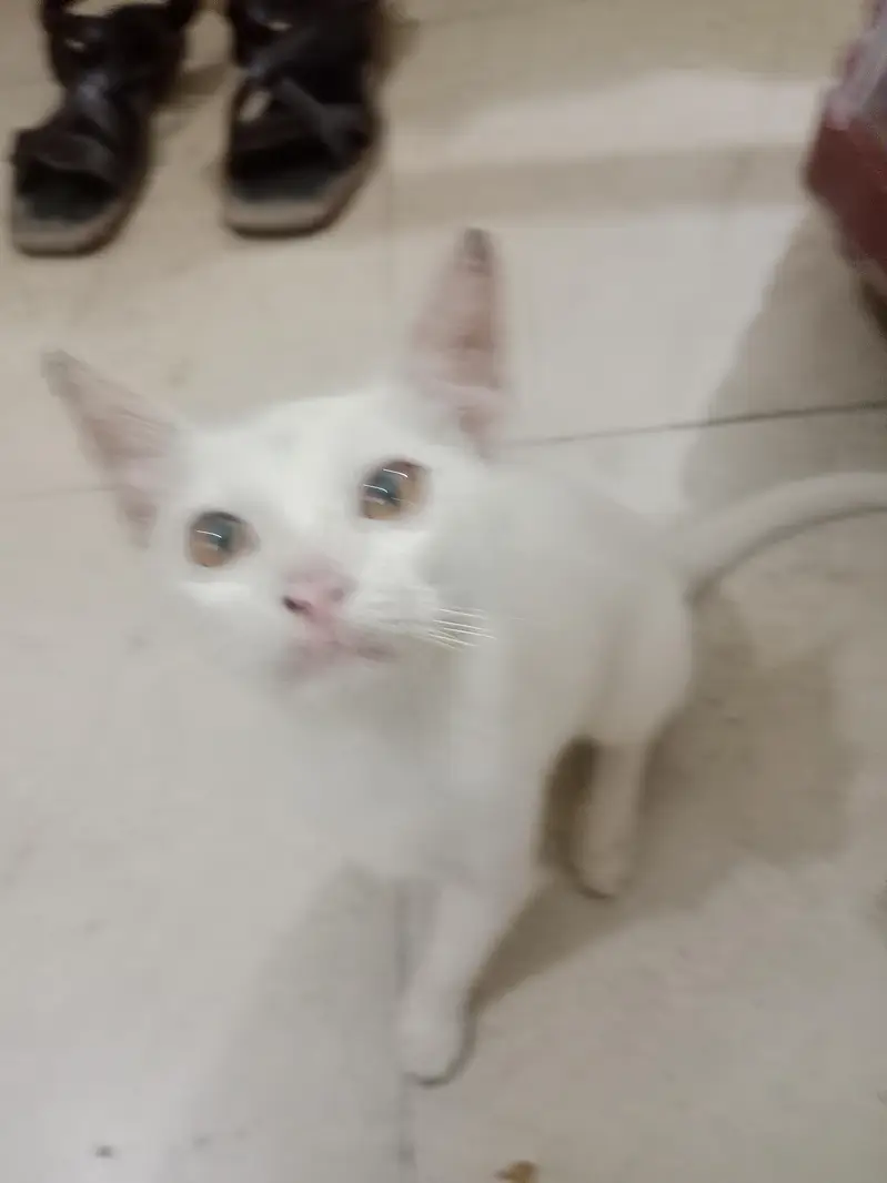 A white beautiful cat — photo 4