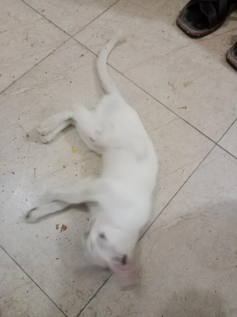 A white beautiful cat — photo 5