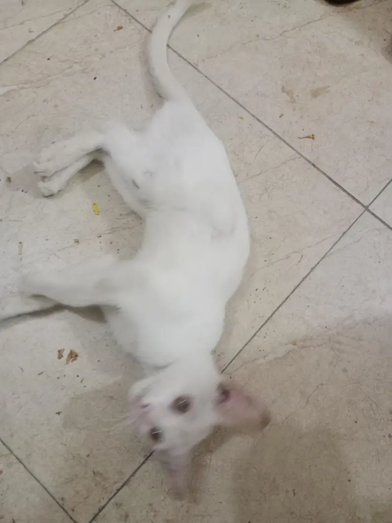 A white beautiful cat — photo 6
