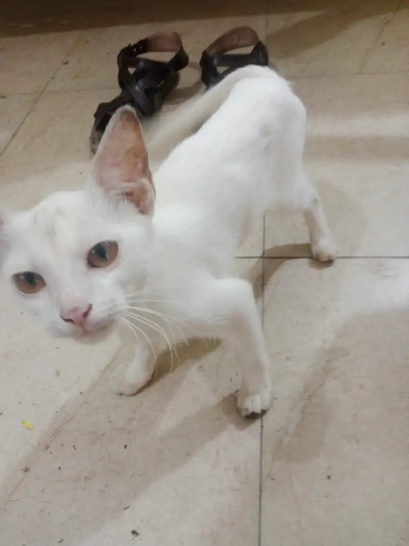 A white beautiful cat — photo 7