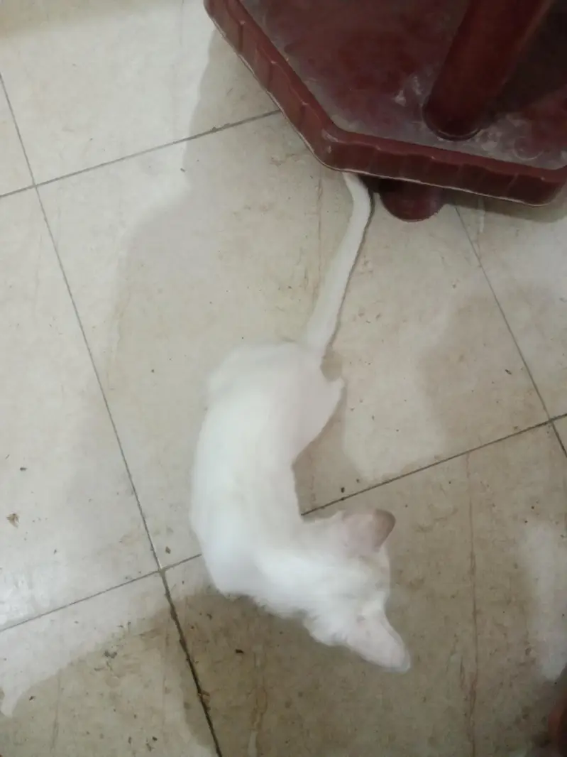 A white beautiful cat — photo 8