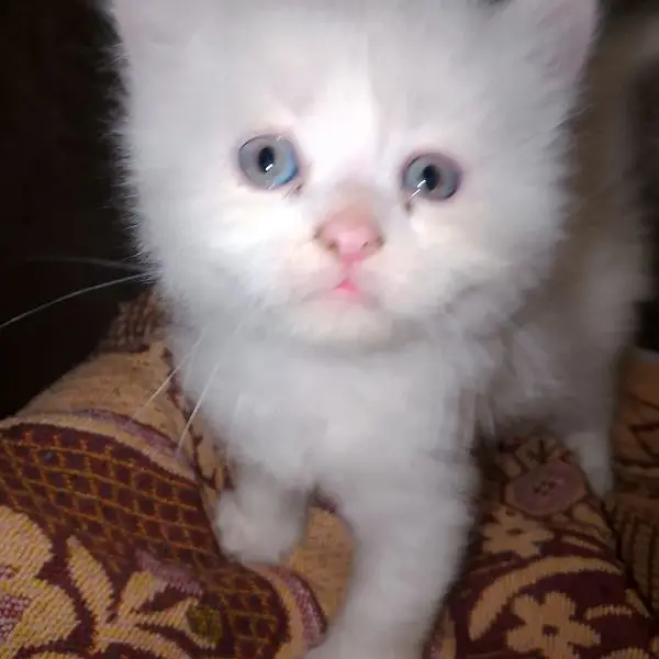 Persian cat for sale male female vaccine clear 0325=80=19=836= — photo 2
