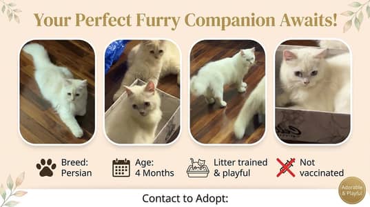 PAIR PERSIAN CAT AVAILABLE