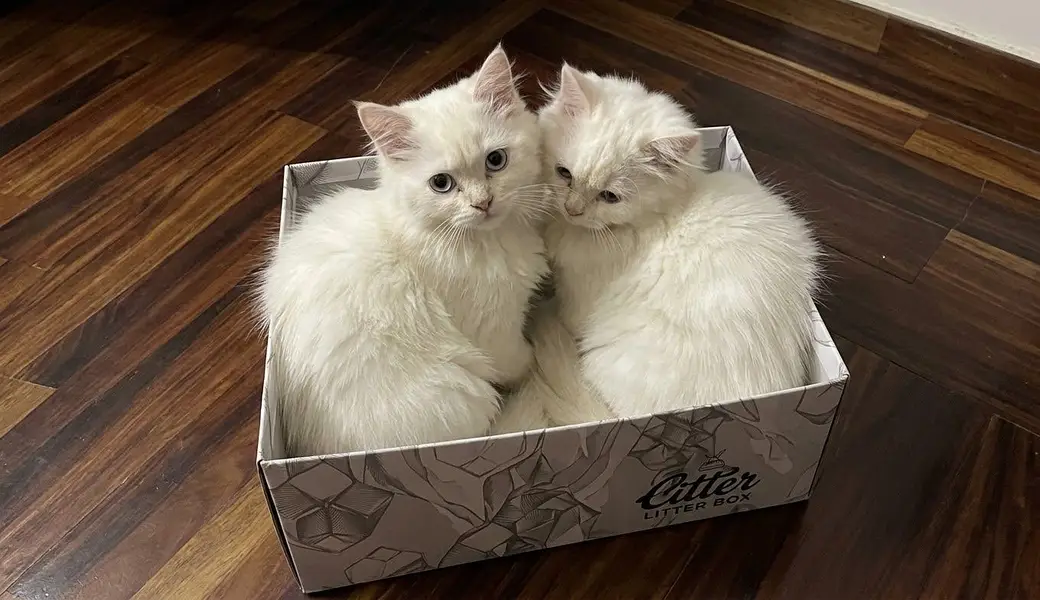 PAIR PERSIAN CAT AVAILABLE — photo 2