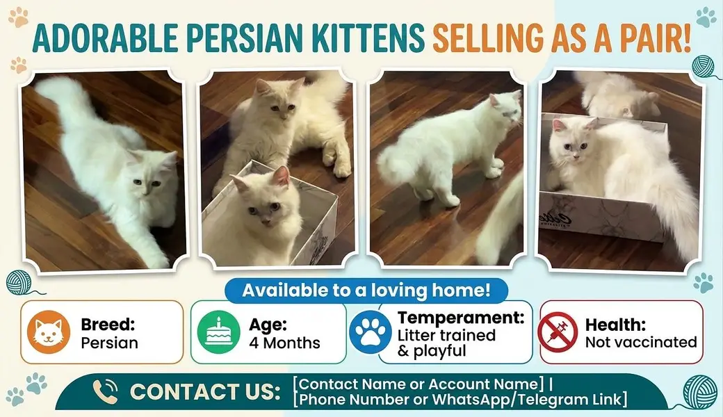 PAIR PERSIAN CAT AVAILABLE — photo 3