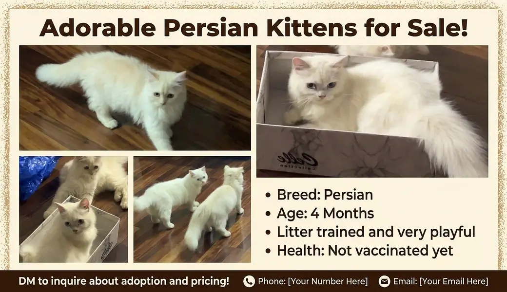 PAIR PERSIAN CAT AVAILABLE — photo 4