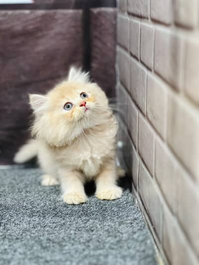 cash on delivery available Persian Punch face triple coat cat Kitten