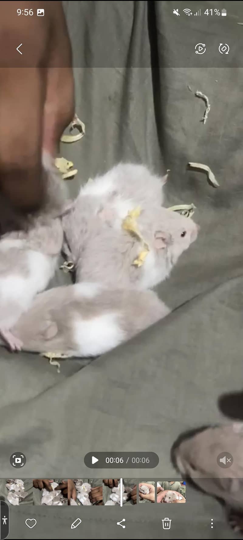 Syrian hamster 1