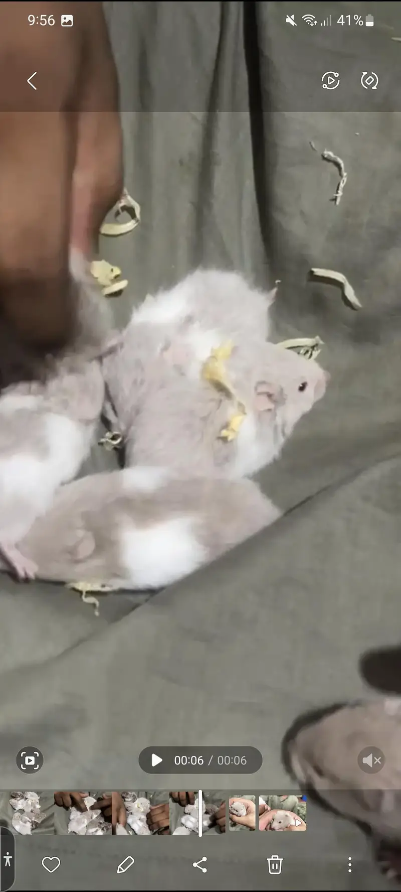 Syrian hamster — photo 2
