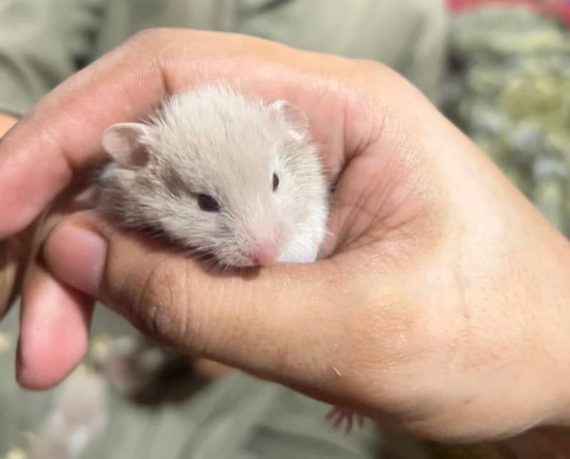 Syrian hamster 2