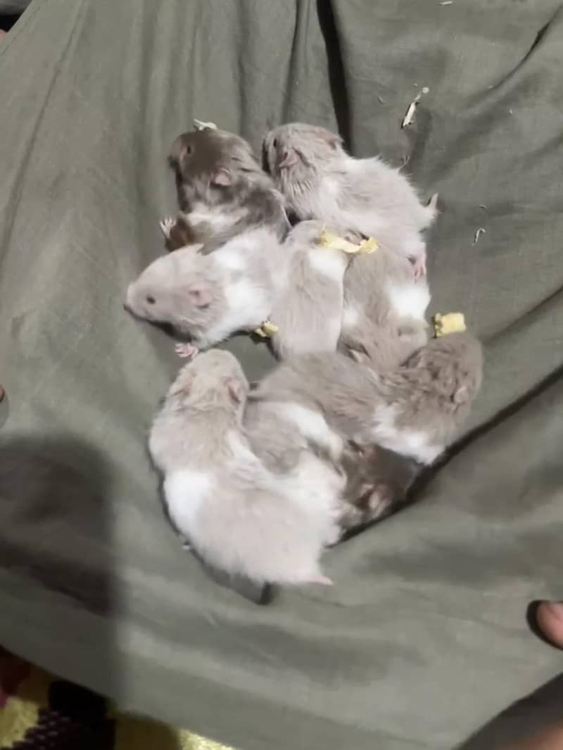 Syrian hamster 3