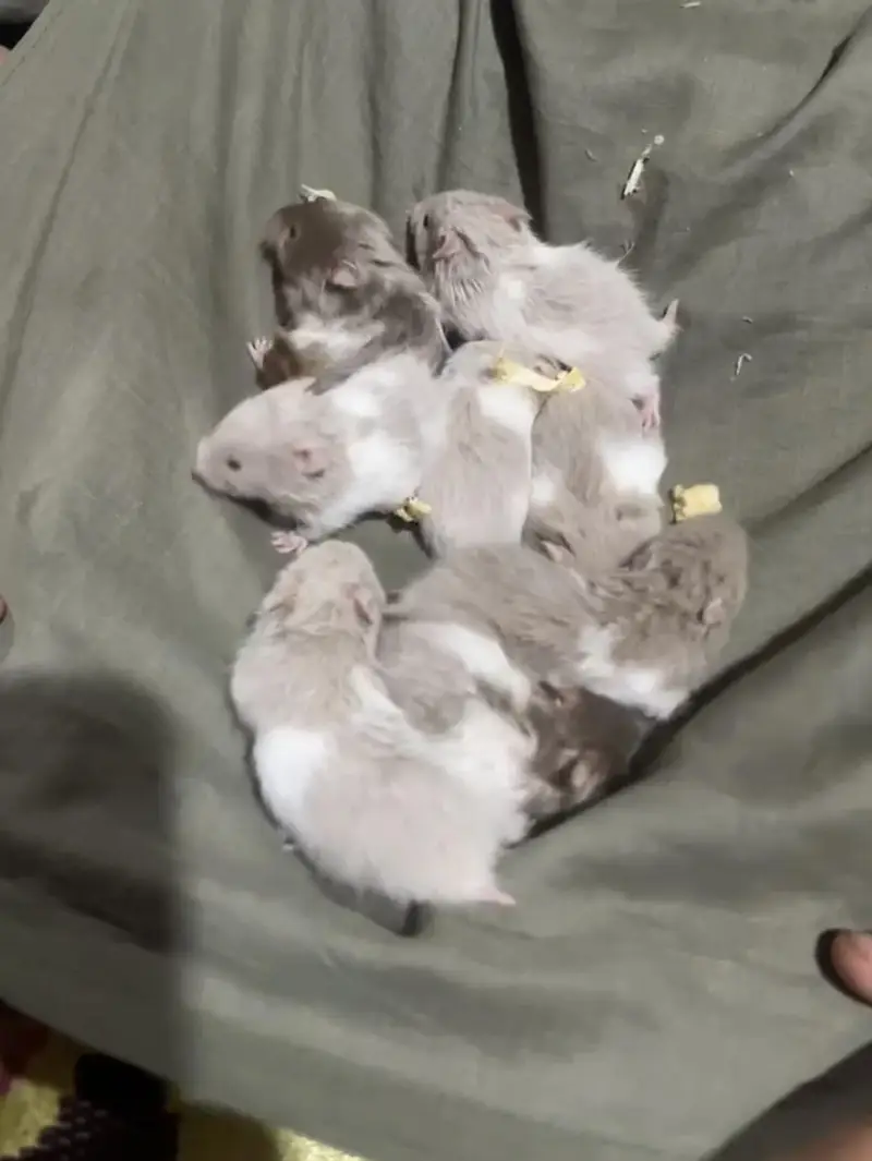 Syrian hamster — photo 4