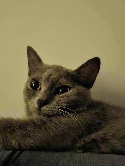semi-persian grey colour litter trained healthy kitten 7 months old