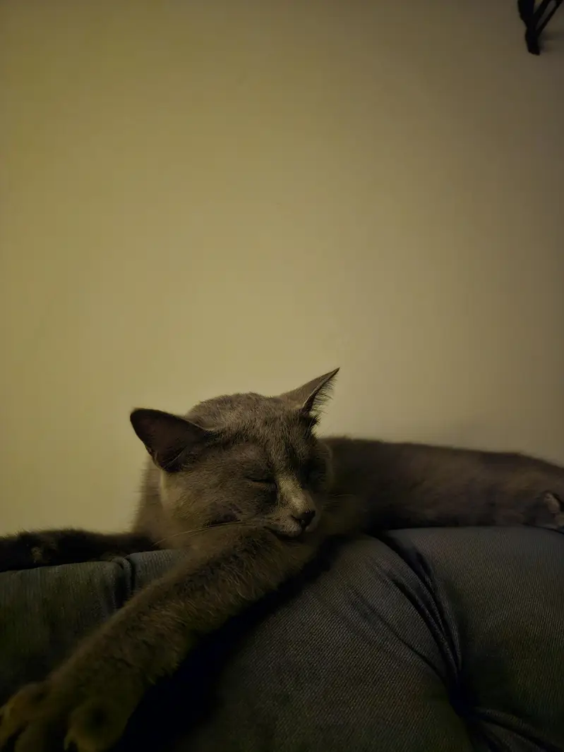semi-persian grey colour litter trained healthy kitten 7 months old — photo 2