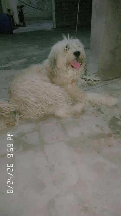 poodle dog