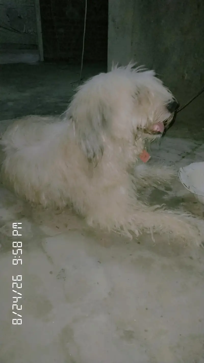 poodle dog — photo 2